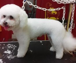 Au Bien Etre Canin image 2