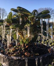 Baumschulen Eilers GbR Bild 14