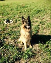 Cabinet Vétérinaire des Promenades Bild 5