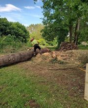 Entre mille branches image 1