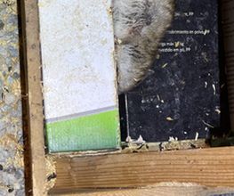 Green Pest Bild 10