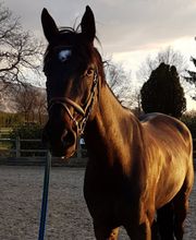 Ecurie de crête Bild 2