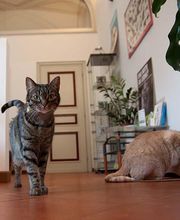 Clinica Veterinaria San Carlo immagine 3