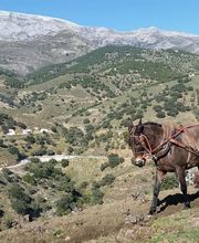 Sedella vinos SL imagen 9