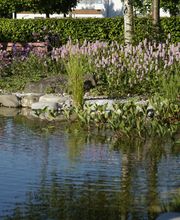 Wild Gartenbau AG Bild 7