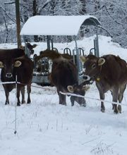 AZIENDA AGRICOLA ARCIONI LUIGI Bild 4