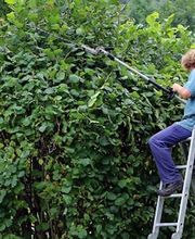 Tree Services Company image 3