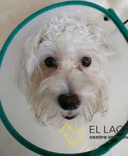 Centro veterinario El Lagar imagen 6