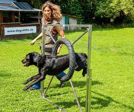 Hundeschule DOGS4LIFE.CH Bild 7