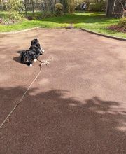 Antonio Rita Educateur et Comportementaliste canin image 15