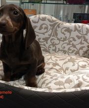 BEBE-CHIOTS image 5