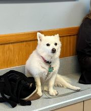 Ormond Beach Family Vet image 14