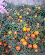 Fleurs Village image 16