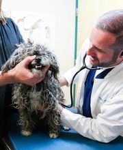 Indian Tree Animal Hospital image 12