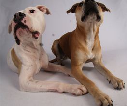 Hundeschule DOGS4LIFE.CH Bild 9