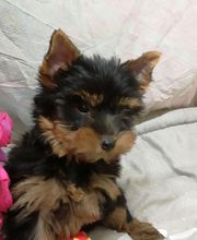 Manusset Sylvie image 20