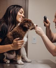 Founders Green Animal Hospital image 13