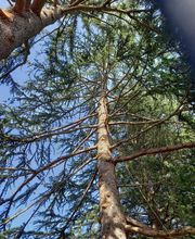 Guerro Elagage image 1