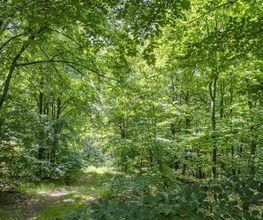 FriedWald Kamenz Bild 11