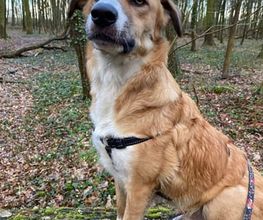 Hundeschule Thea Grothe Bild 13