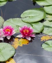 GFW - Garten - Findlinge - Wasserspiele