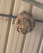 Stop Frelons image 12