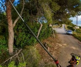 Sector Arbol imagen 6