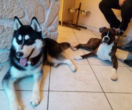 Antho Educanine image 10