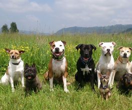 Hundeschule DOGS4LIFE.CH Bild 1