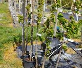 Kienzle Garten GmbH Bild 6