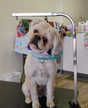 Poodle Doodle Pet Grooming image 6