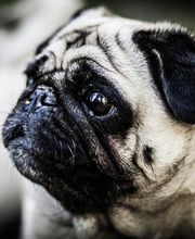 Tip Top Tiershop Bild 4