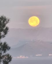 Mantenimiento de jardines y piscinas Wolfgang Marschall imagen 2