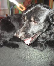 Com Chien Et Chat image 5