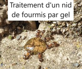 Protec Nuisibles image 7