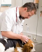 Clínica Veterinaria Villaluenga imagen 6