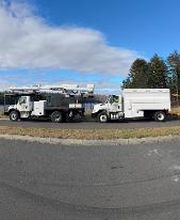 Owen's Tree Expert image 6