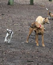 Hunde-Mobil Berlin Bild 2