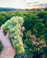 Union Vignerons Côte Luberon image 2