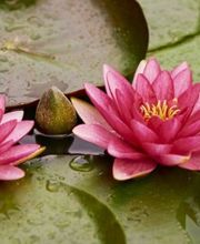 Leonore Zimmermann Heilpraktikerin Bild 2