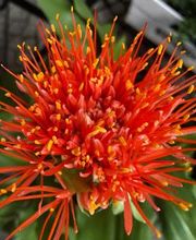 Blumen Meyer Bild 4