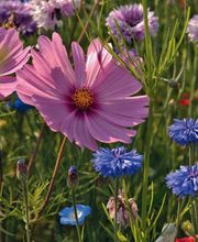 Oekologische Reinigungen Bild 4