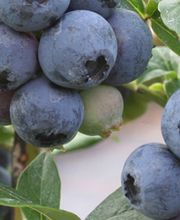 PAGANINI Frutta SA Bild 2