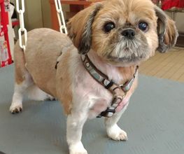 Lady Chiens image 13