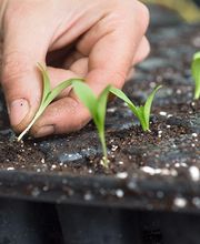 Gartenbauschule Hünibach Bild 6