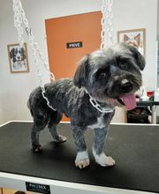 Chien Beauté image 1