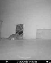 Christian Schneider Schädlingsbekämpfung Bild 3