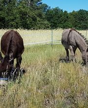 EselWanderHof-Spree-Neiße Bild 1