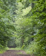 Weg durch den FriedWald Bremer Schweiz