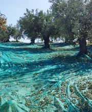 AZIENDA AGRICOLA MIRACCO ATANASIO FRANCO immagine 9